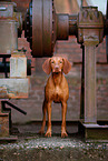 Magyar Vizsla