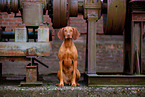 Magyar Vizsla