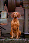 Magyar Vizsla