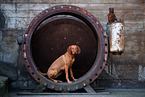 Magyar Vizsla