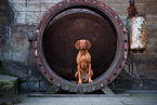 Magyar Vizsla