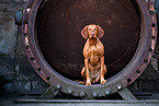 Magyar Vizsla
