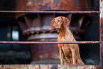 Magyar Vizsla