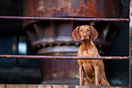 Magyar Vizsla