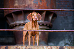 Magyar Vizsla