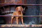 Magyar Vizsla