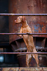 Magyar Vizsla