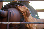 Magyar Vizsla