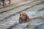 Magyar Vizsla