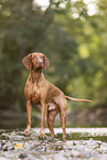 Magyar Vizsla