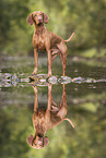 Magyar Vizsla