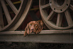 Magyar Vizsla