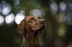 Magyar Vizsla