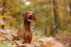 Magyar Vizsla in autumn