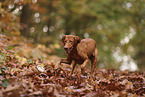 Magyar Vizsla in autumn