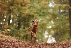 Magyar Vizsla in autumn