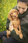 wirehaired Magyar Vizsla