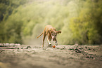 Magyar Vizsla