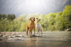 Magyar Vizsla