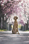 Magyar Vizsla