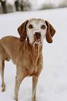 Magyar Vizsla in snow
