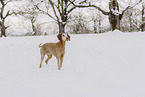 Magyar Vizsla in snow