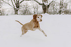 Magyar Vizsla in snow
