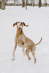 Magyar Vizsla in snow