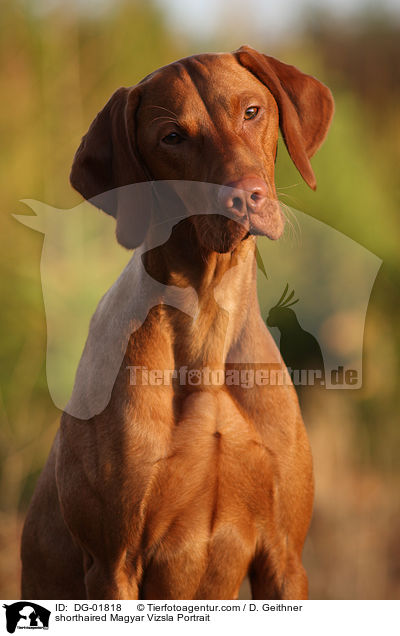 shorthaired Magyar Vizsla Portrait / DG-01818