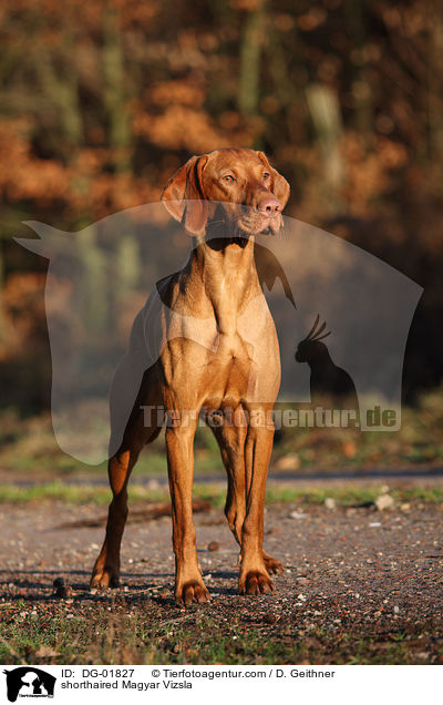 shorthaired Magyar Vizsla / DG-01827