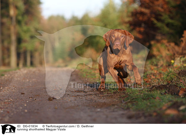 rennender kurzhaariger Magyar Vizsla / running shorthaired Magyar Vizsla / DG-01834