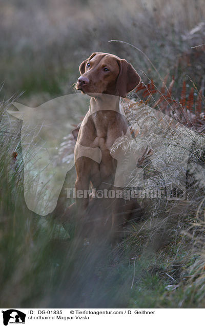 kurzhaariger Magyar Vizsla / shorthaired Magyar Vizsla / DG-01835