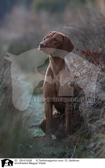shorthaired Magyar Vizsla / DG-01836