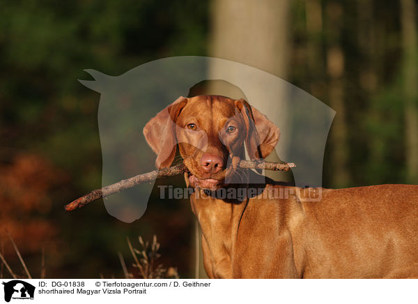 shorthaired Magyar Vizsla Portrait / DG-01838