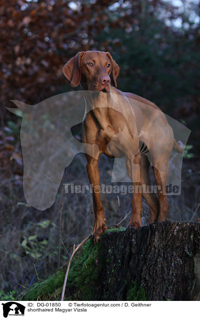 shorthaired Magyar Vizsla / DG-01850