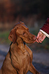 shorthaired Magyar Vizsla