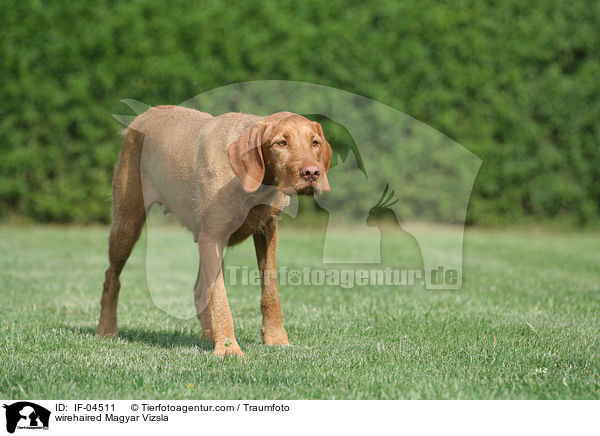 wirehaired Magyar Vizsla / IF-04511