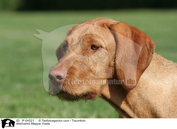 wirehaired Magyar Vizsla / IF-04521