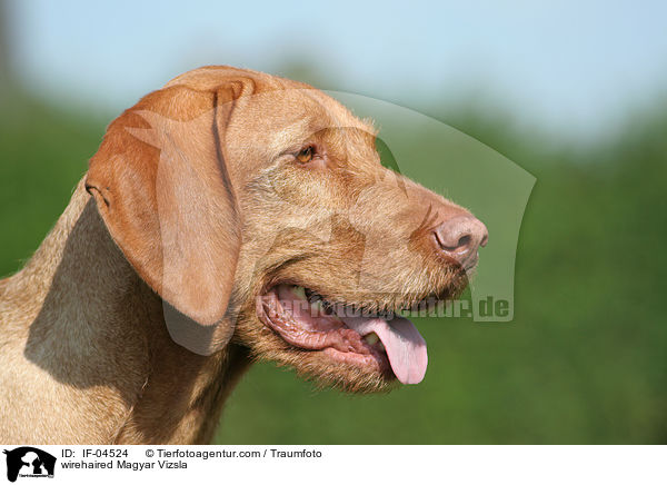 wirehaired Magyar Vizsla / IF-04524