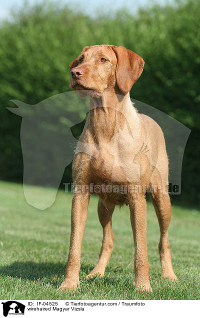 wirehaired Magyar Vizsla / IF-04525
