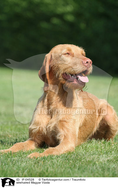 wirehaired Magyar Vizsla / IF-04528