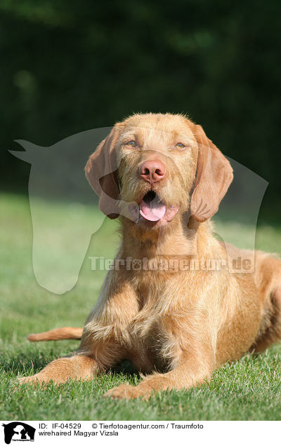 wirehaired Magyar Vizsla / IF-04529