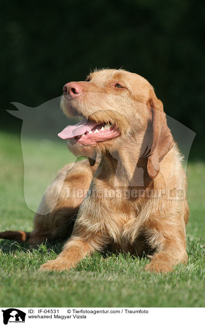 wirehaired Magyar Vizsla / IF-04531