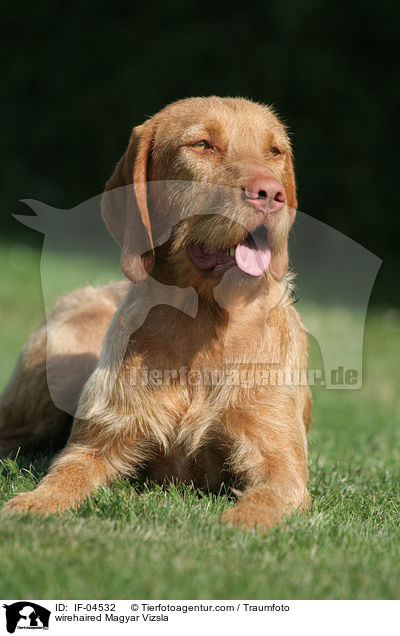 wirehaired Magyar Vizsla / IF-04532