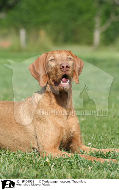 wirehaired Magyar Vizsla / IF-04533