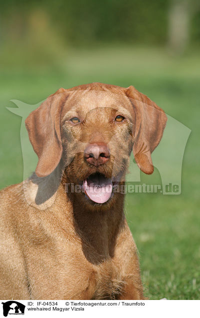 wirehaired Magyar Vizsla / IF-04534