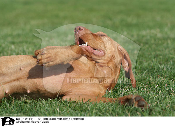 wirehaired Magyar Vizsla / IF-04541