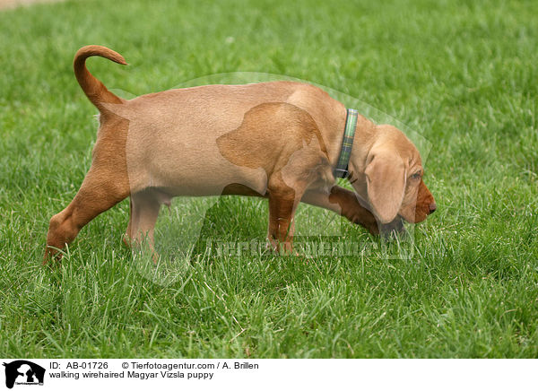walking wirehaired Magyar Vizsla puppy / AB-01726