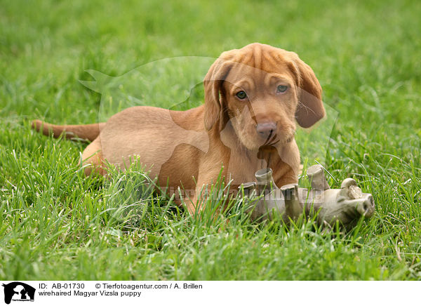 wirehaired Magyar Vizsla puppy / AB-01730
