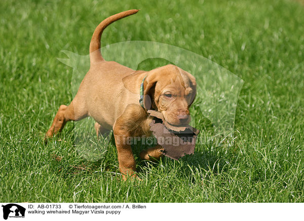 walking wirehaired Magyar Vizsla puppy / AB-01733